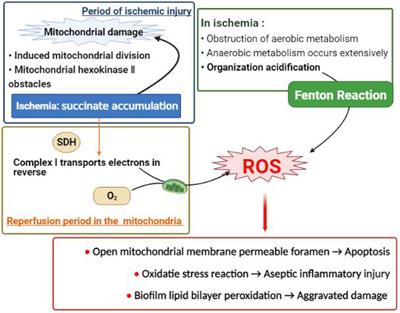 Current Status and Prospects of Research on Ischemia-Reperfusion Injury and Ferroptosis